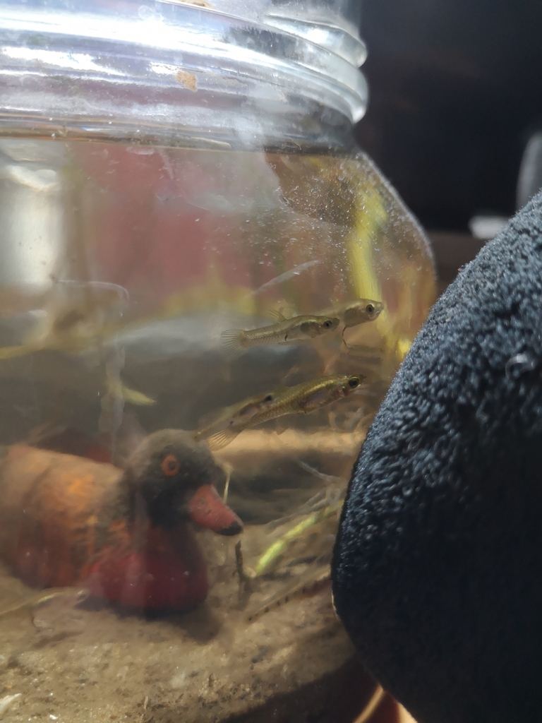Ten spotted live-bearer (Cnesterodon decemmaculatus) — Poeciliidae