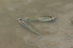 Pseudoxiphophorus jonesii