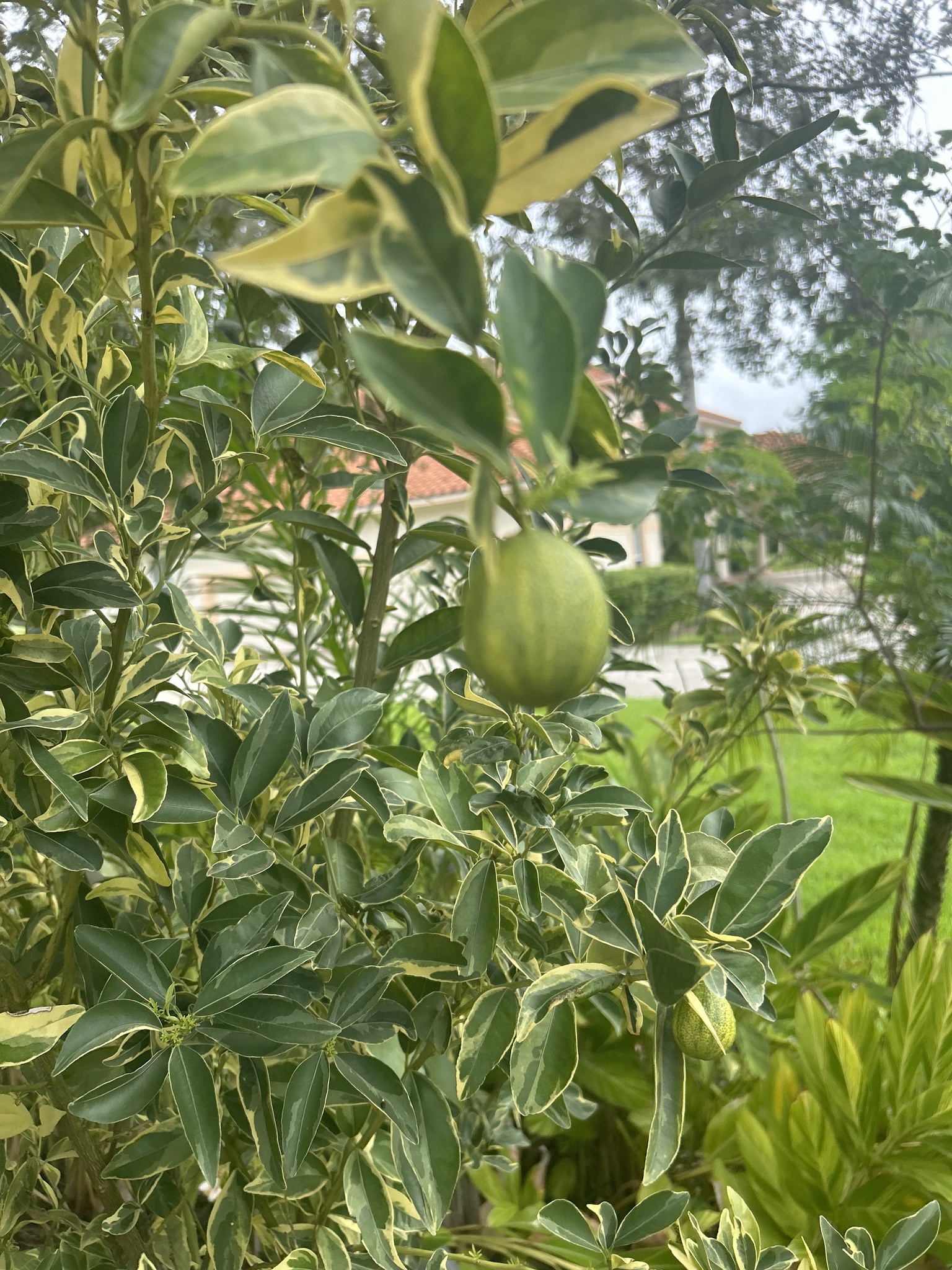 Imagem de Laranja Kinkan