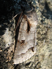 Acronicta quadrata