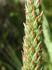 Plantago subnuda