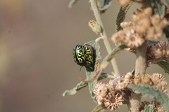 Calligrapha mexicana