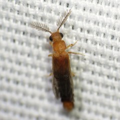 Distremocephalus opaculus