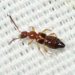 Apocellus