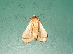 Bityla defigurata