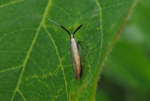 Metallic Coleophora Moth