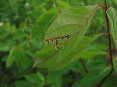 Geina tenuidactylus