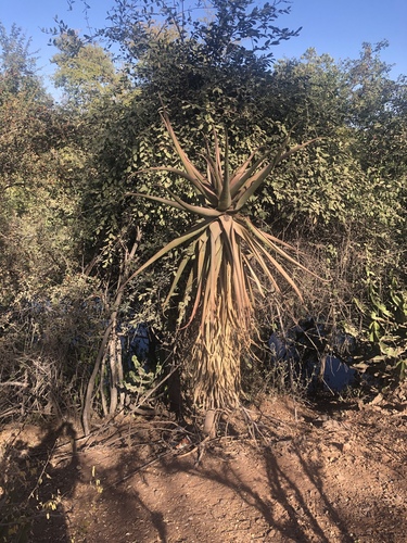 Aloe excelsa var. excelsa