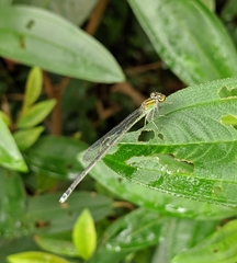 Pseudagrion australasiae