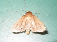 Bityla defigurata