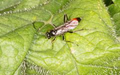 Ichneumonidae