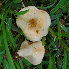 Lactarius maculatipes