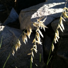 Melica stricta