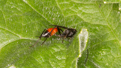 Ichneumonidae