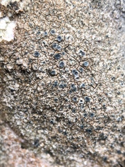 Hymenelia heteromorpha