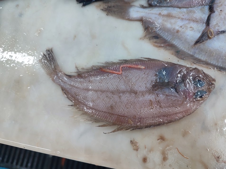 Flounder (Lepidorhombus boscii) — Scophthalmidae
