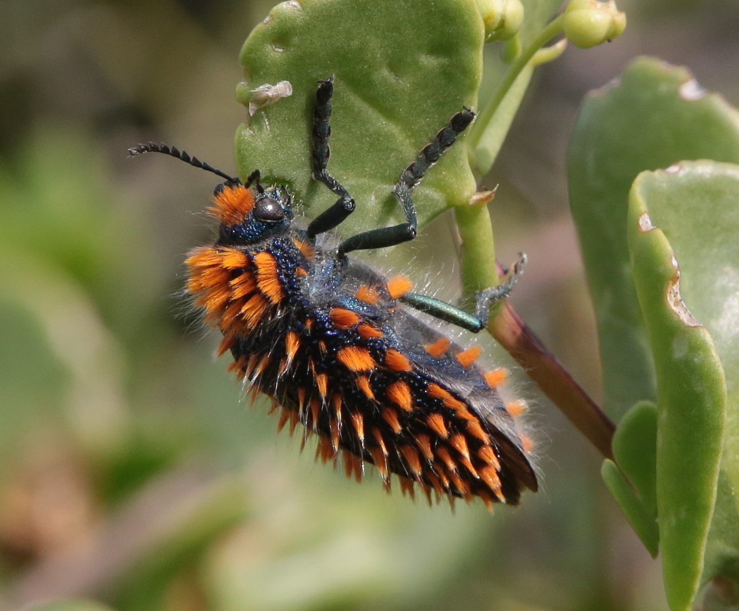 Julodis viridipes · iNaturalist