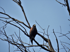 Parabuteo unicinctus