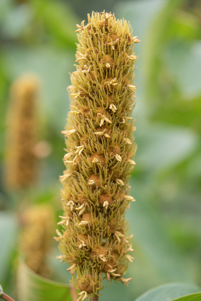 Mallotus nepalensis (Mallotus nepalensis)