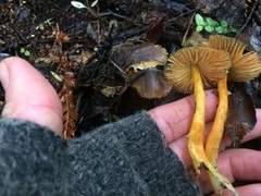 Hygrocybe fuscoaurantiaca