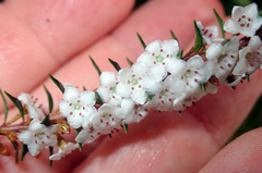 Epacris pauciflora