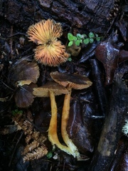 Hygrocybe fuscoaurantiaca