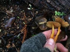 Hygrocybe fuscoaurantiaca
