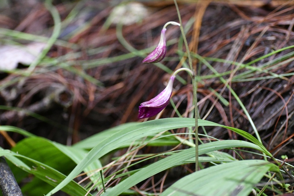 Bletia purpurata