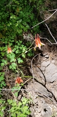 Aquilegia desertorum
