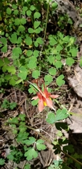 Aquilegia desertorum