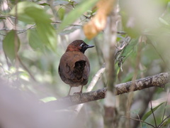 Formicarius moniliger