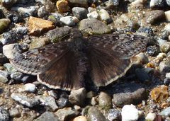 Erynnis juvenalis juvenalis