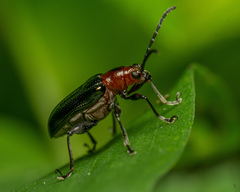 Oulema melanopus
