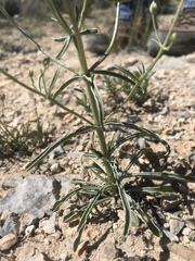 Frasera albomarginata