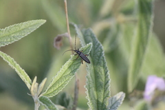 Stenosphenus sobrius