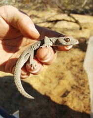 Strophurus intermedius