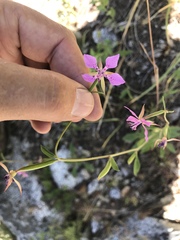 Clarkia rhomboidea