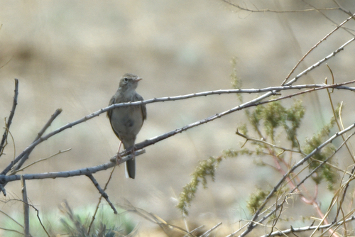 Pipit rousseline