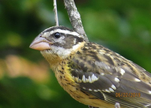 Black-headed Grosbeak, photo 9 of 9