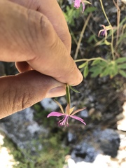Clarkia rhomboidea