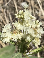 Eriogonum compositum