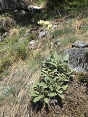 Eriogonum compositum