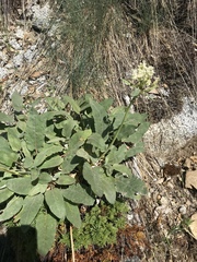 Eriogonum compositum