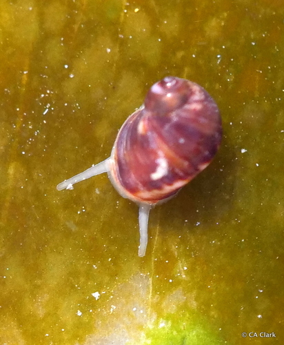 Lacuna marmorata observed 2019-06-04