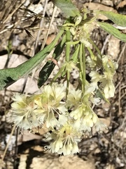 Eriogonum compositum