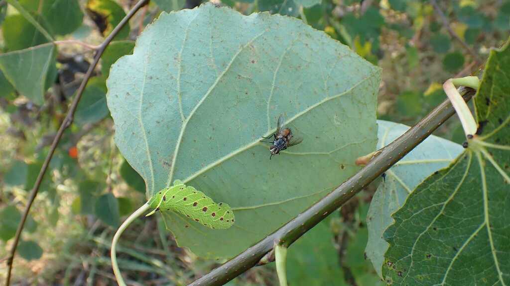 Winthemia bohemani