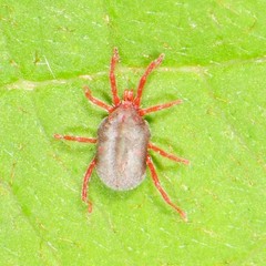 Balaustium