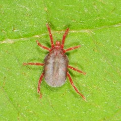 Balaustium