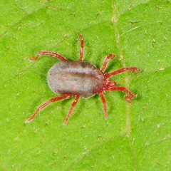Balaustium