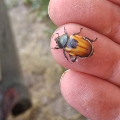 Anisoplia austriaca